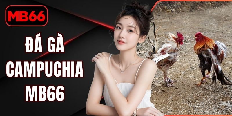 Đá Gà Campuchia MB66 - Khám Phá Trường Đấu Kịch Tính % Đá Gà Campuchia MB66