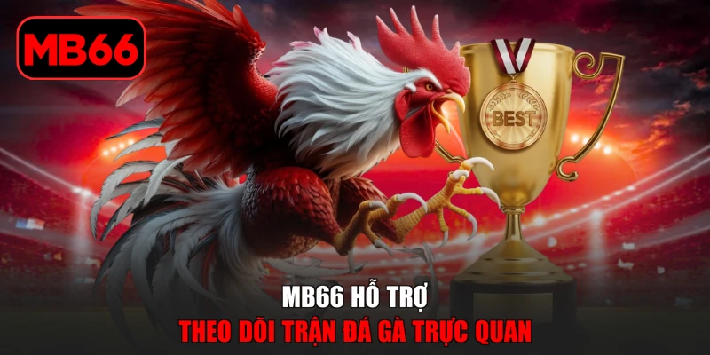 Đá Gà % MB66 hỗ trợ theo dõi trận đá gà trực quan