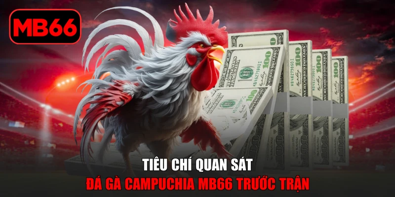 Đá Gà Campuchia MB66 - Khám Phá Trường Đấu Kịch Tính % Tiêu chí quan sát đá gà Campuchia MB66 trước trận